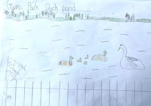 Graves park duck pond drawing by kS2 child