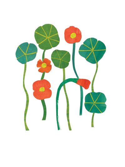 nasturtiums main image
